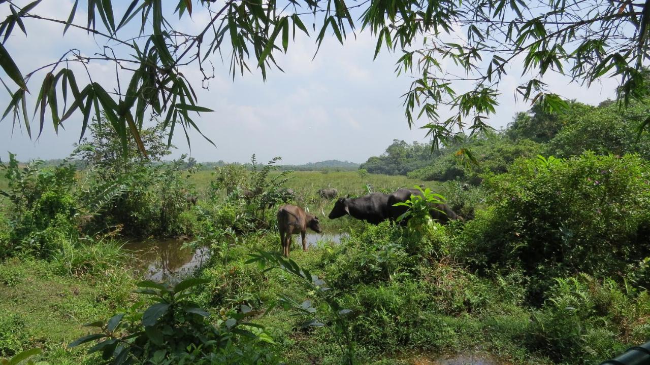 Avalon Village Resort Induruwa Extérieur photo