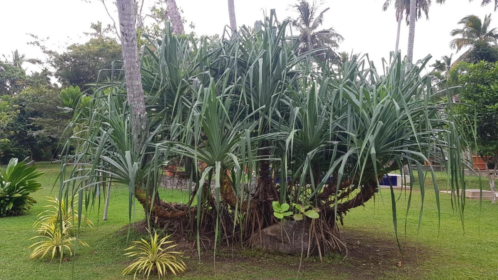 Avalon Village Resort Induruwa Extérieur photo
